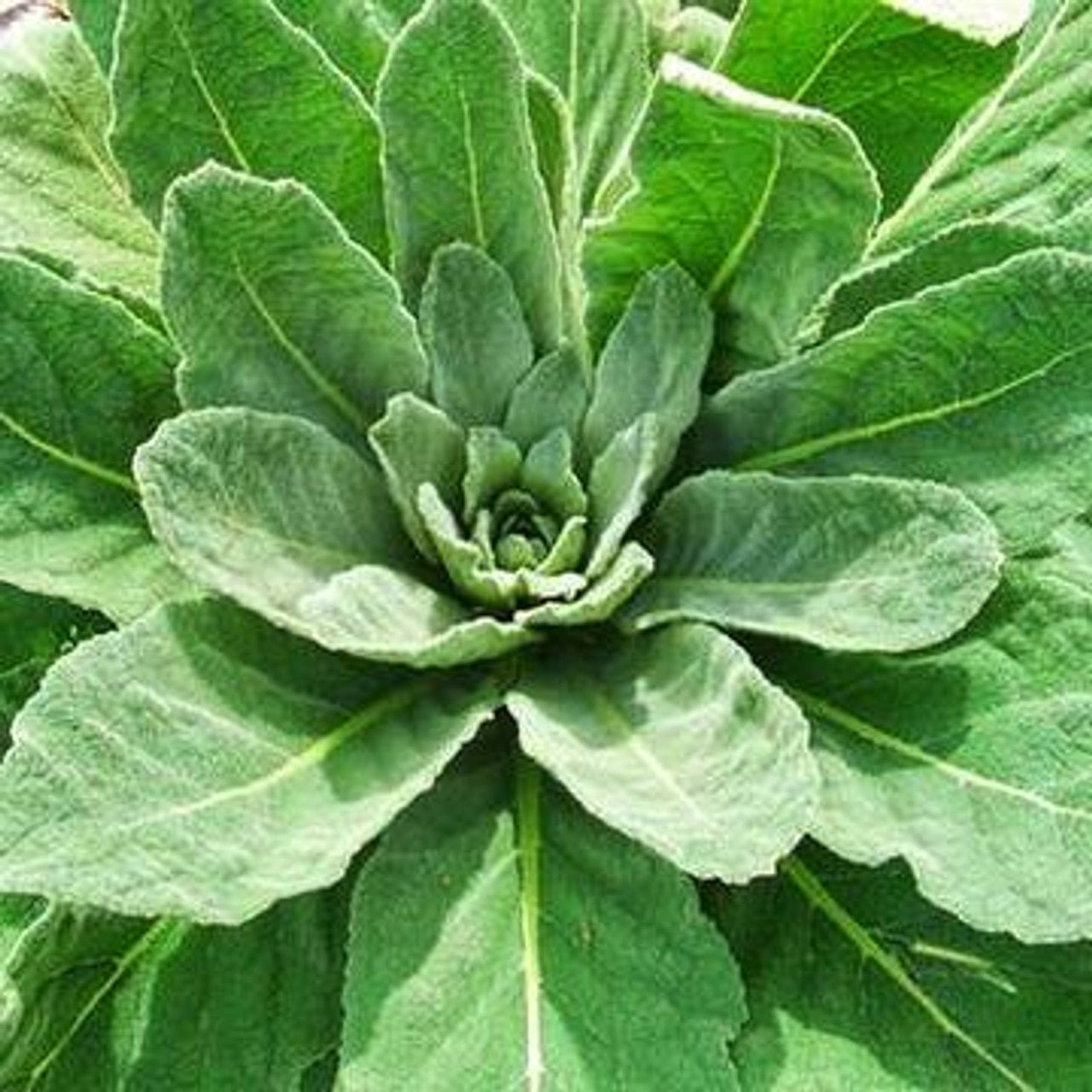 Mullein Leaf - OrganiGrowHairCo