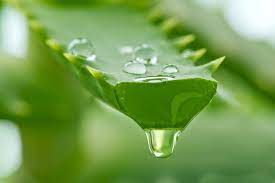 Natural Ingredients to look for  For Fast Hair Growth - OrganiGrowHairCo