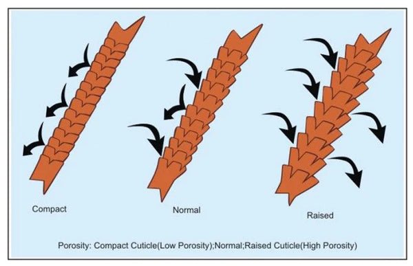 How do you know your Hair Porosity? - OrganiGrowHairCo