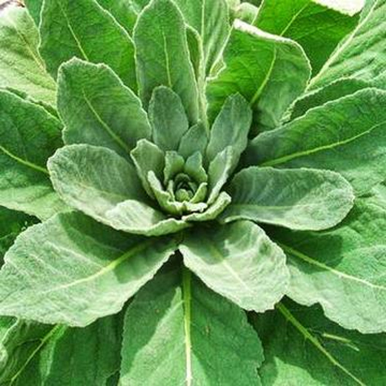Mullein Leaf