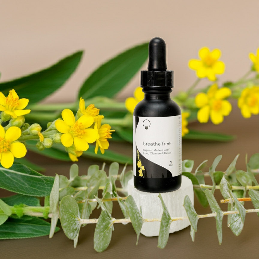 Mullein leaf lung detox breathe free